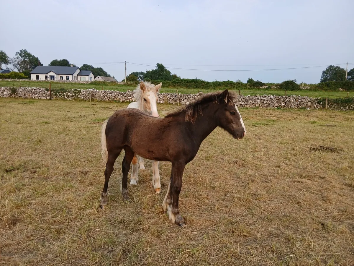 Filly - Image 4