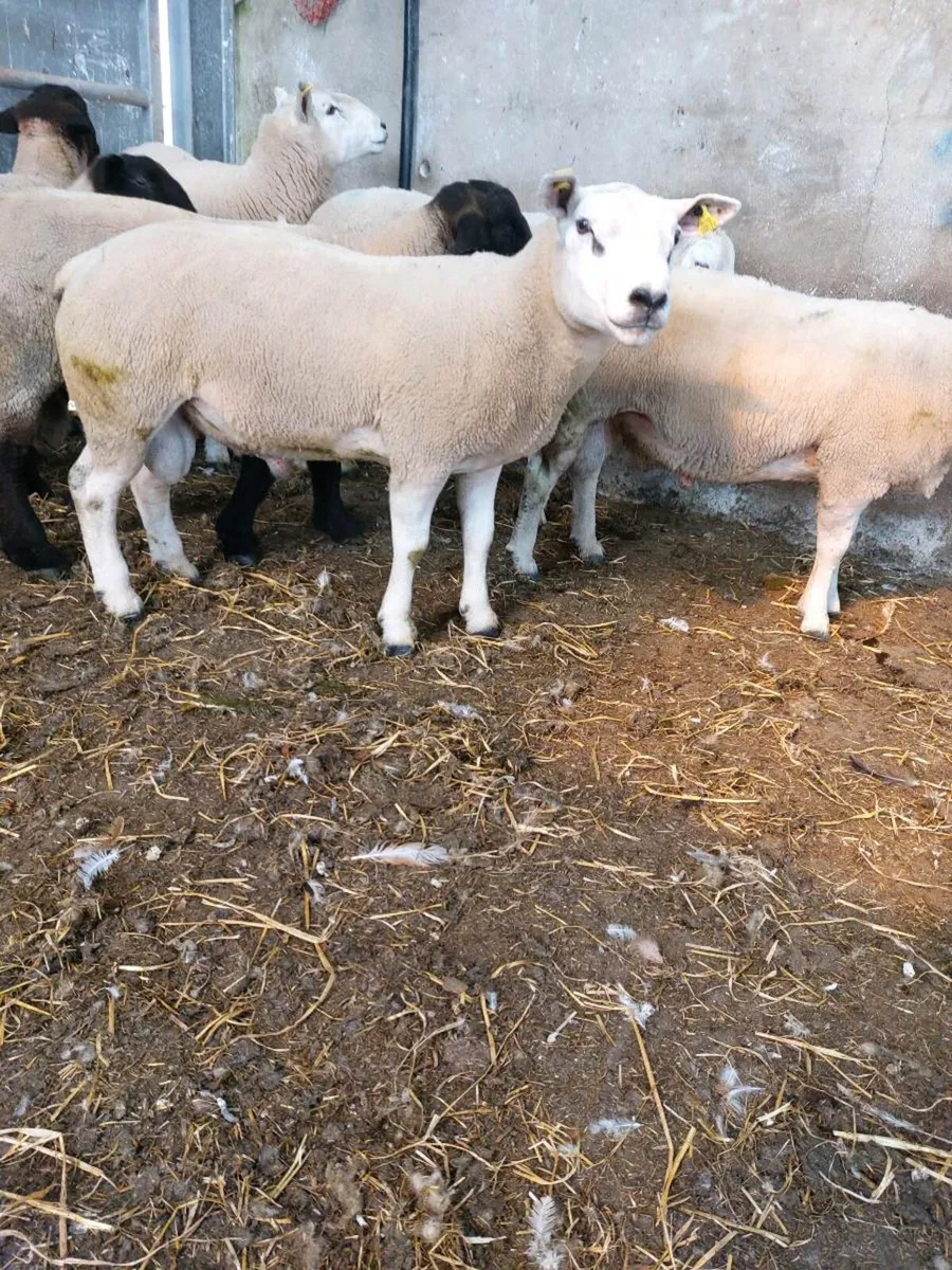 Texel Hogget Ram - Image 3