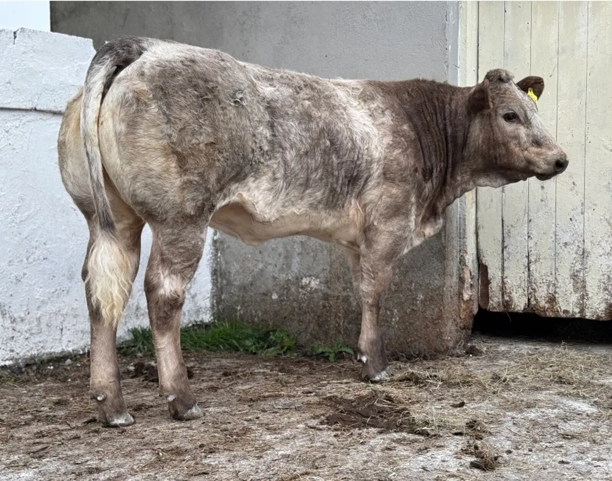 ⭐️2 SUPER Show Ai bred Belgian Blue Heifers⭐️ - Image 1