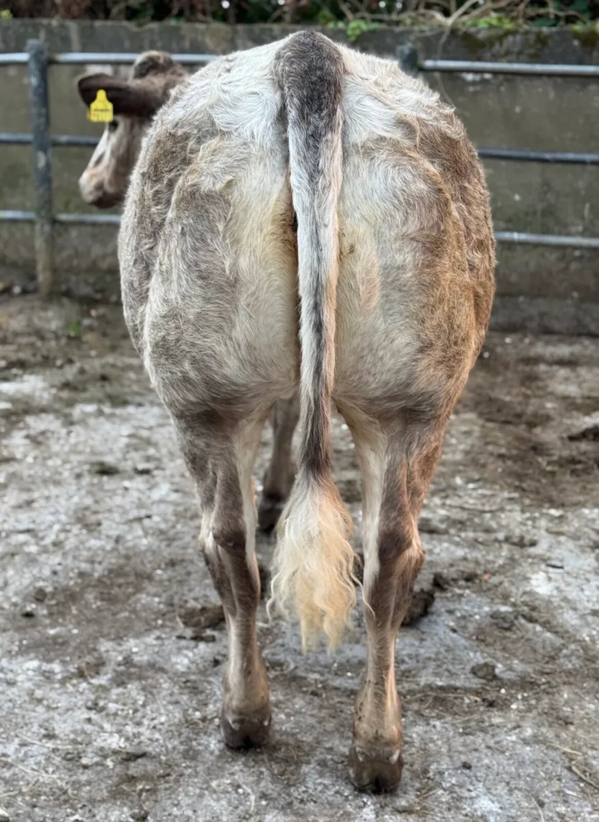 ⭐️2 SUPER Show Ai bred Belgian Blue Heifers⭐️ - Image 2