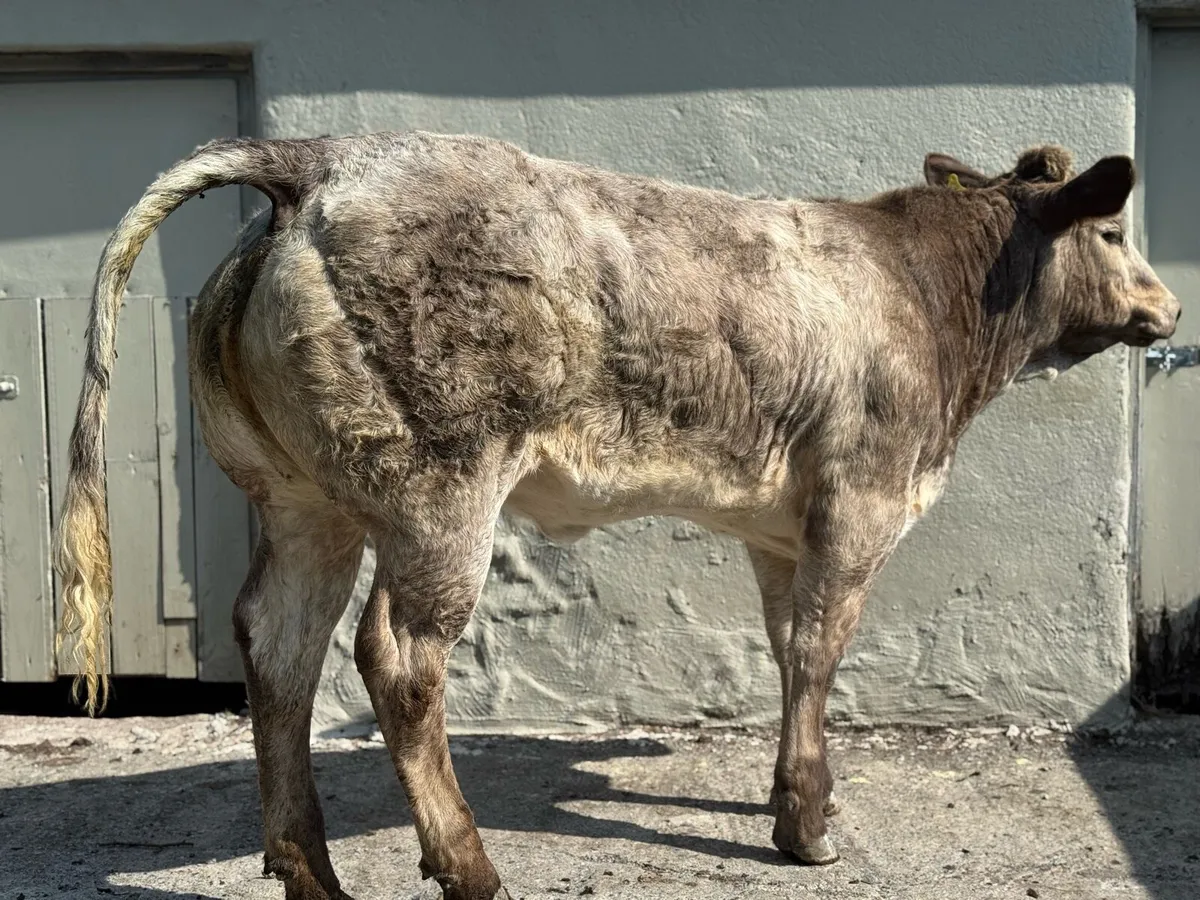 ⭐️2 SUPER Show Ai bred Belgian Blue Heifers⭐️ - Image 3