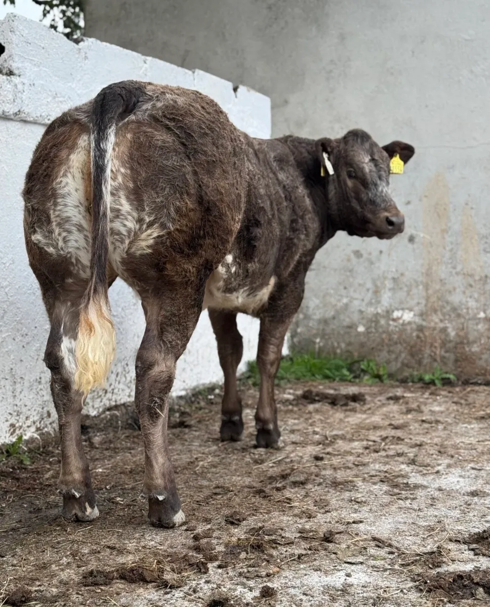 ⭐️2 SUPER Show Ai bred Belgian Blue Heifers⭐️ - Image 4