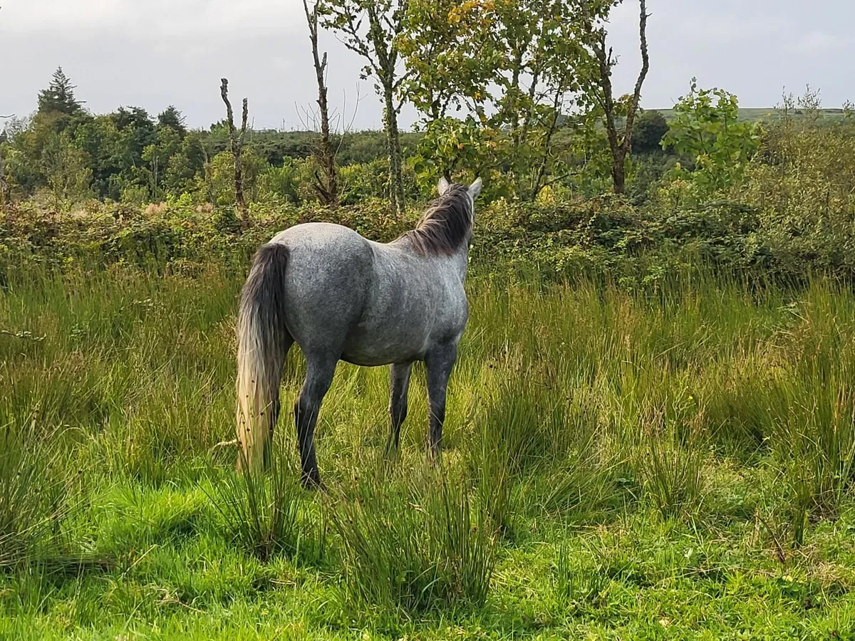 CLIFDEN FRIDAY LOT 72 - Image 3