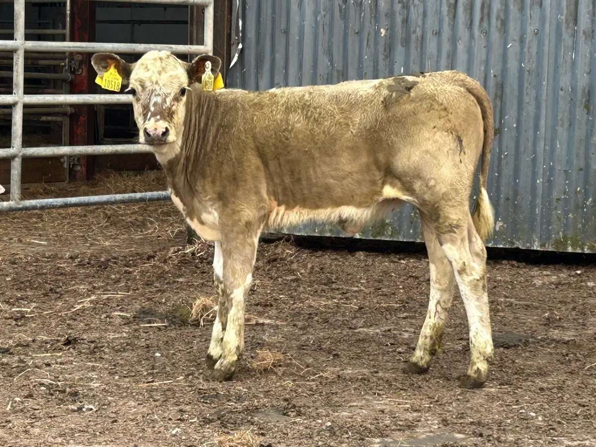 Super second calved cow and heifer calf - Image 2