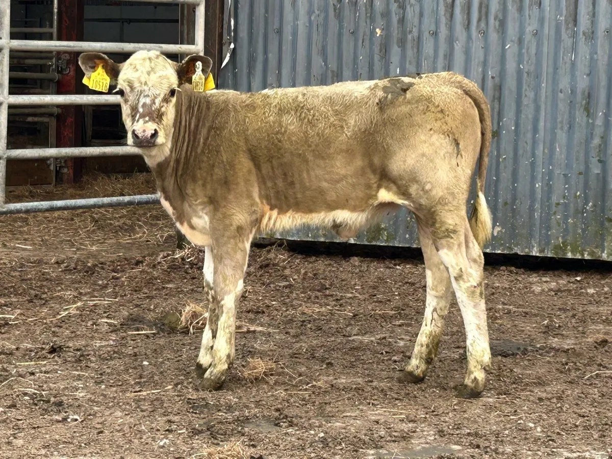 Super second calved cow and heifer calf - Image 3