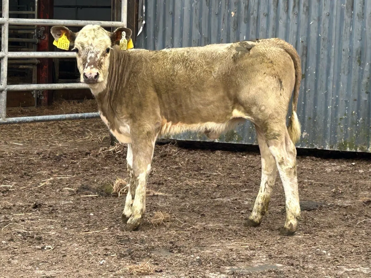 Super second calved cow and heifer calf - Image 4