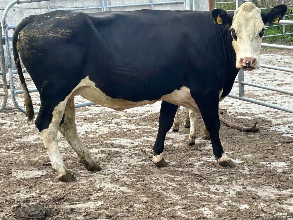 Super second calved cow and heifer calf - Image 1