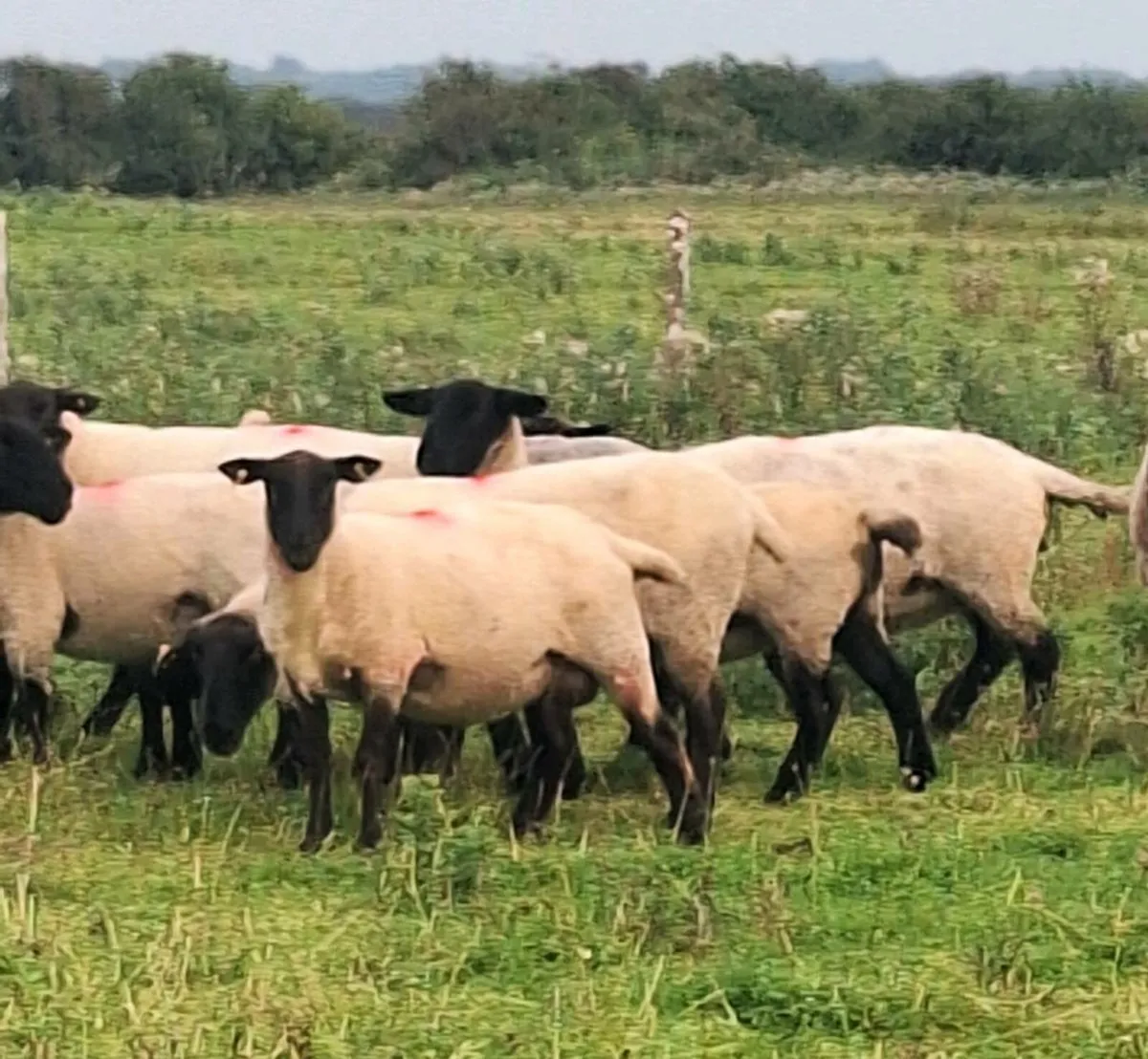 Young Breeding Ewes - Image 1