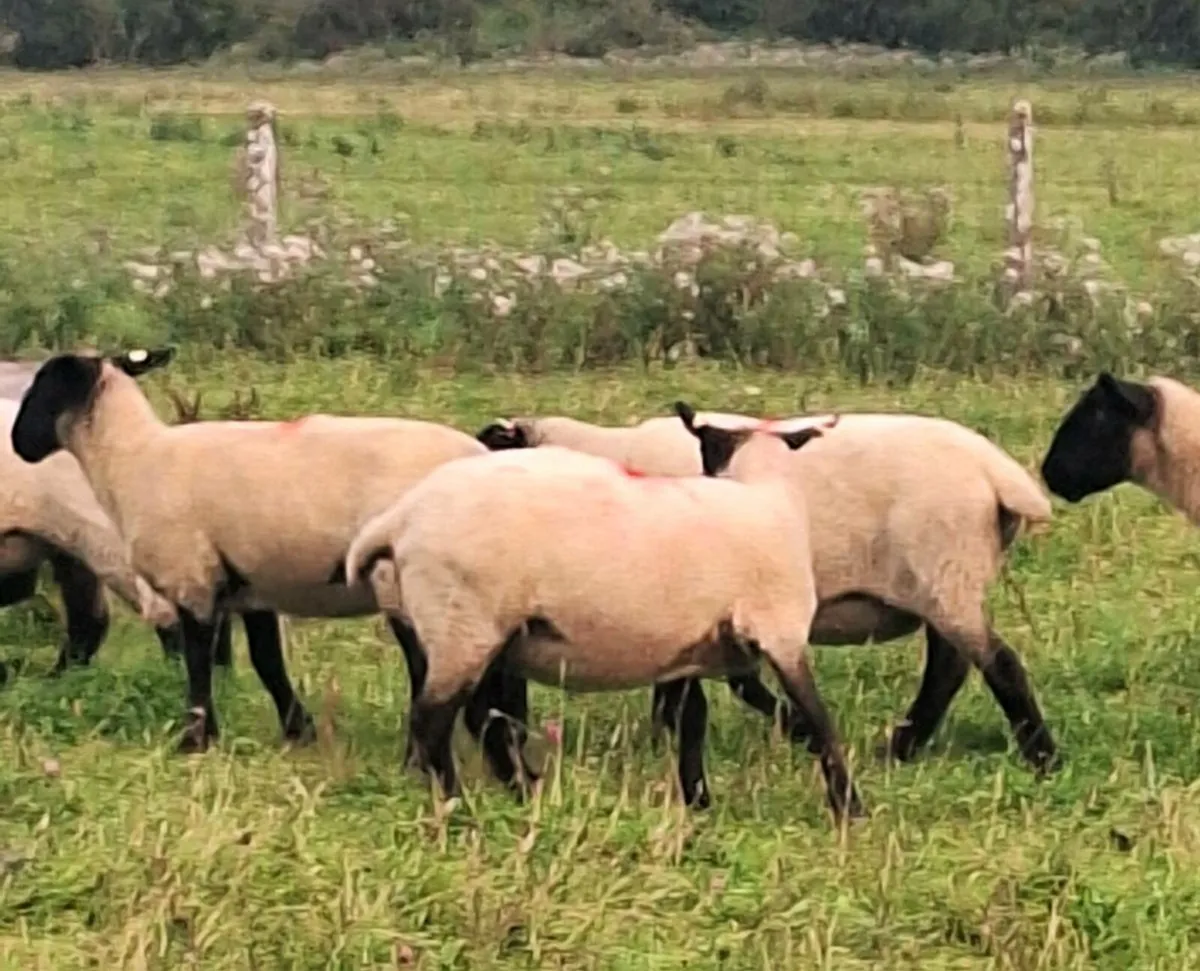 Young Breeding Ewes - Image 2