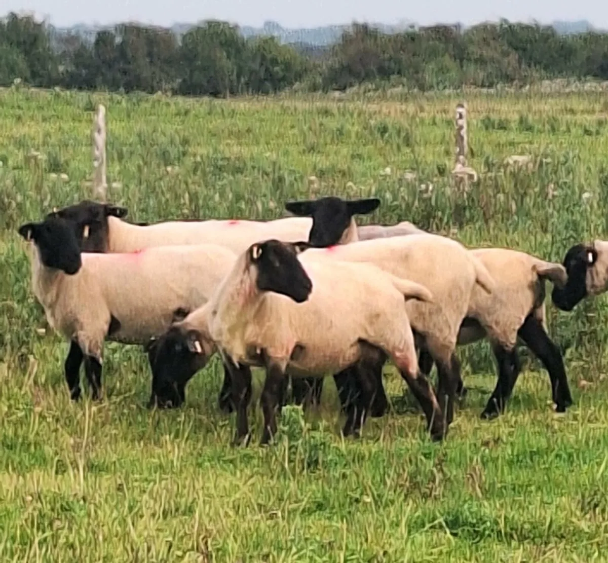 Young Breeding Ewes - Image 3