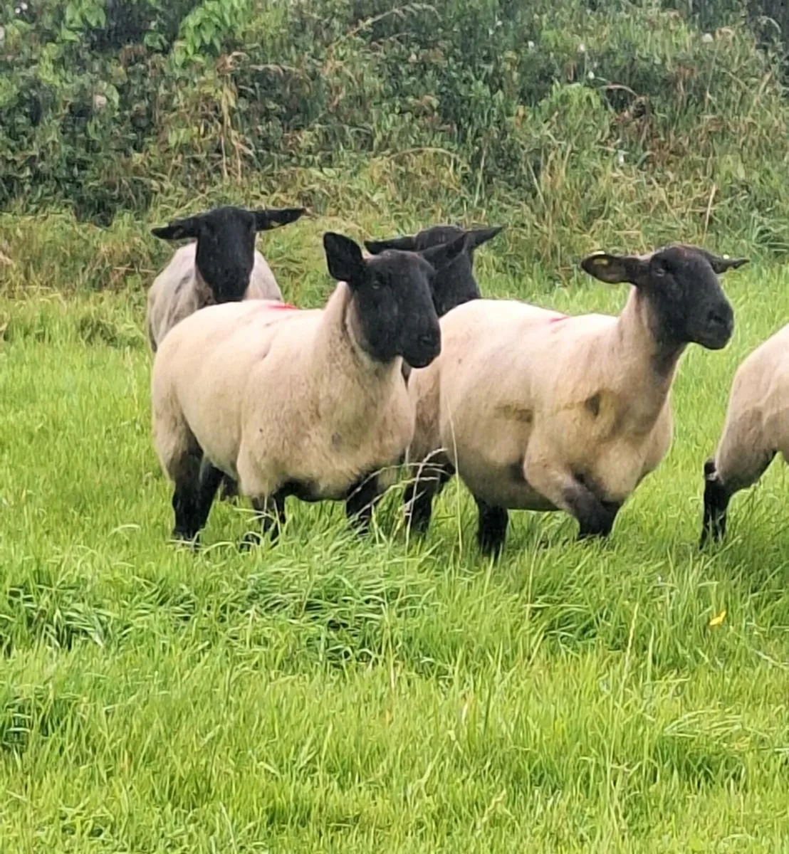 Young Breeding Ewes - Image 4