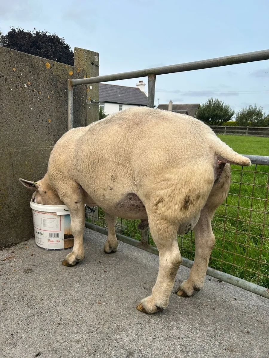 Pedigree Texel Ram for Sale