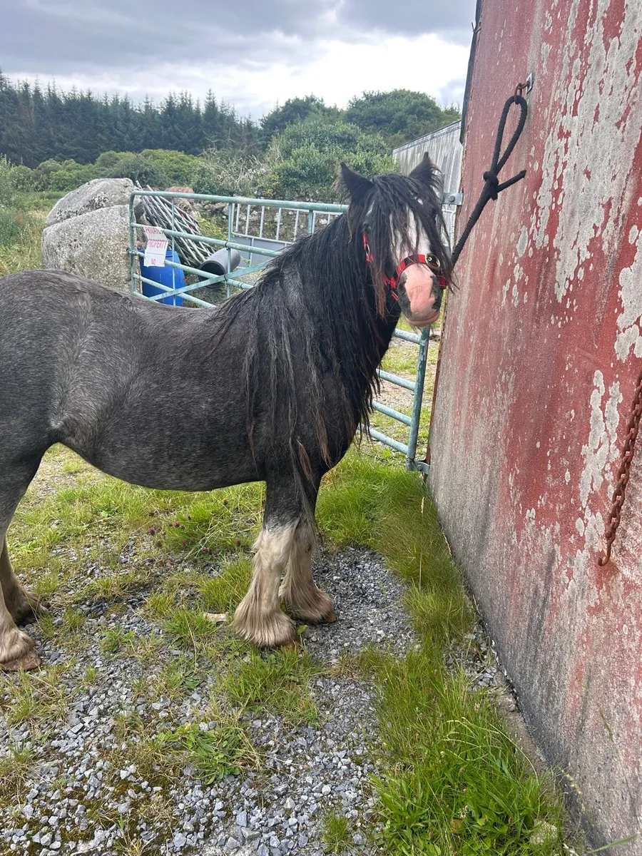 Cob pony mare - Image 1