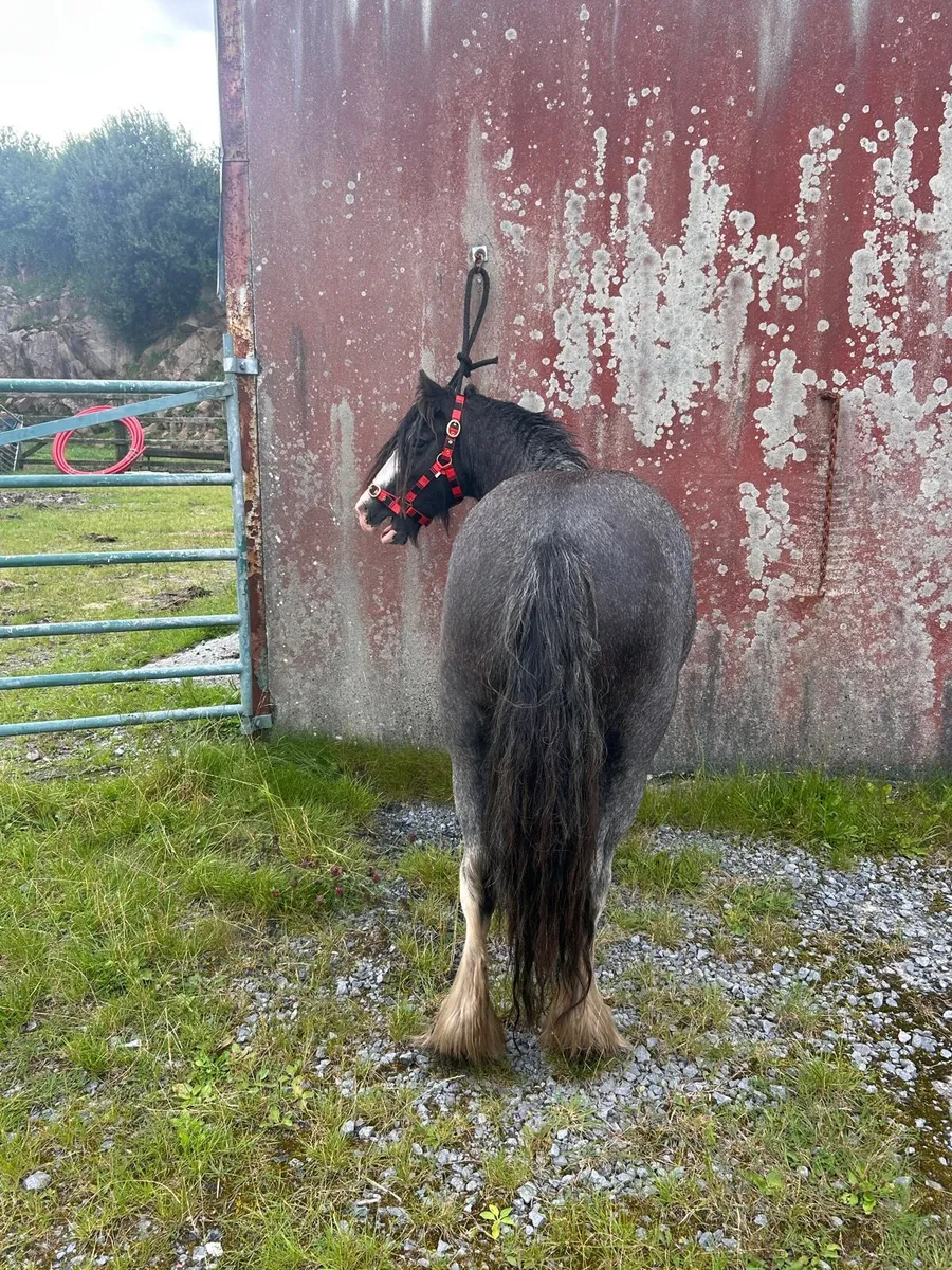 Cob pony mare - Image 2