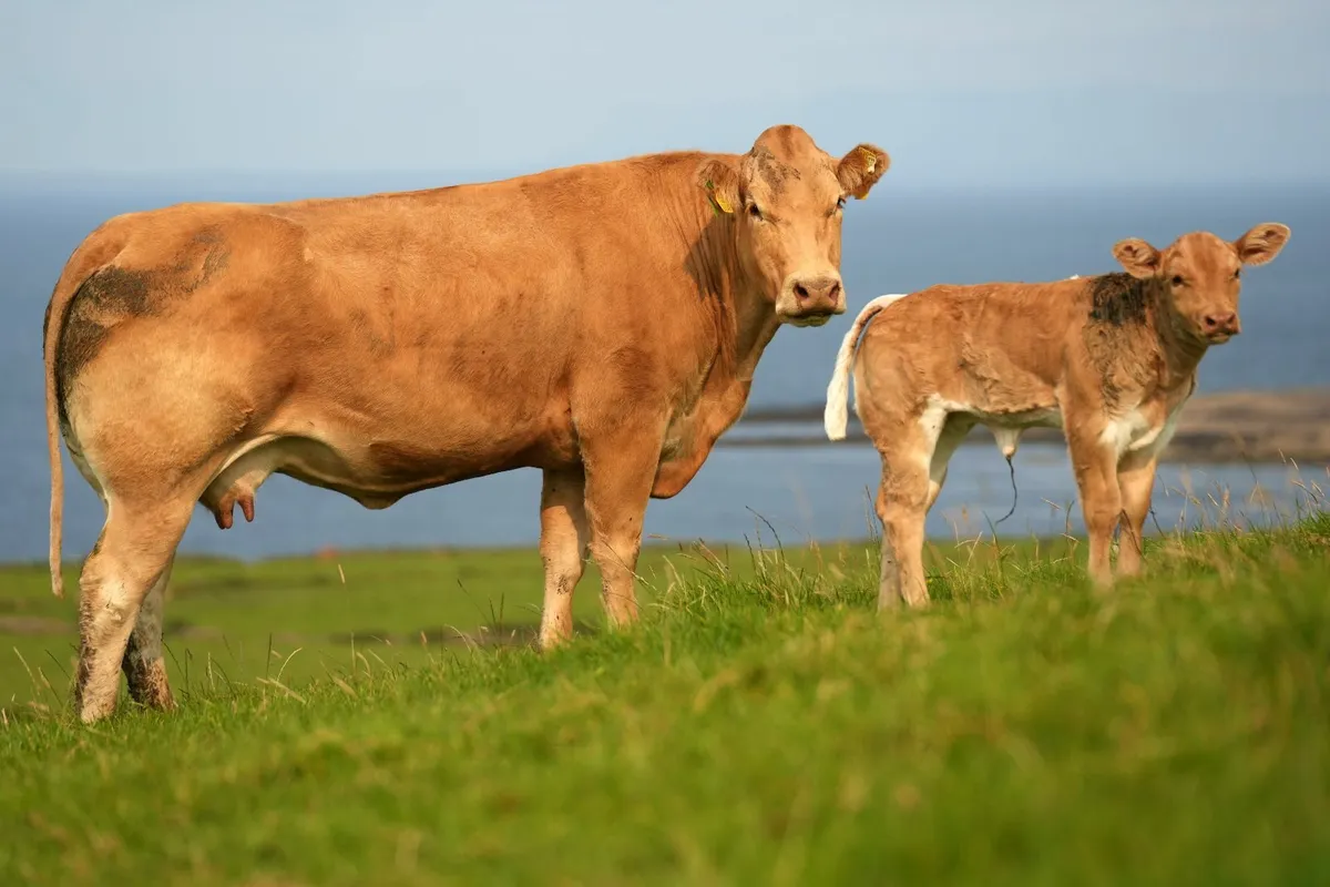 Super Cow & Blue Heifer Calf - Image 1