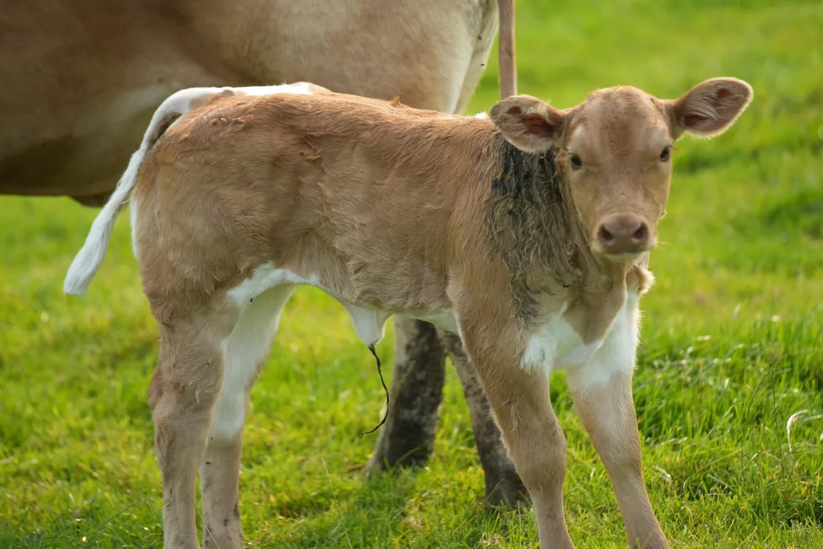 Super Cow & Blue Heifer Calf - Image 2