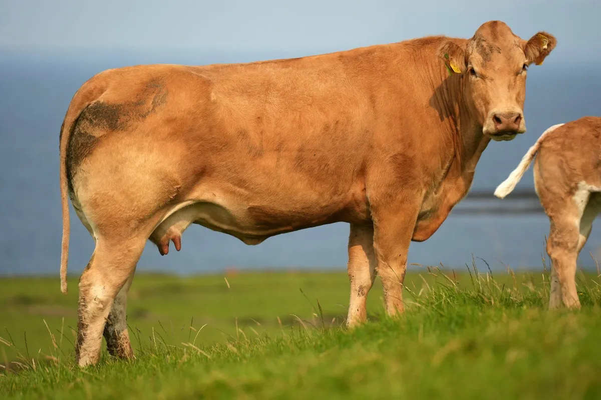 Super Cow & Blue Heifer Calf - Image 3