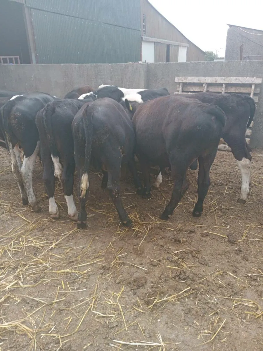 14 super weanlings bulls - Image 1