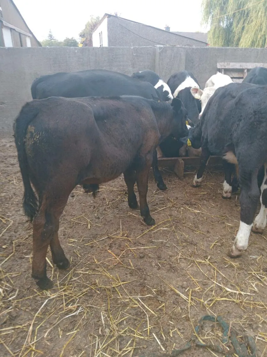14 super weanlings bulls - Image 2