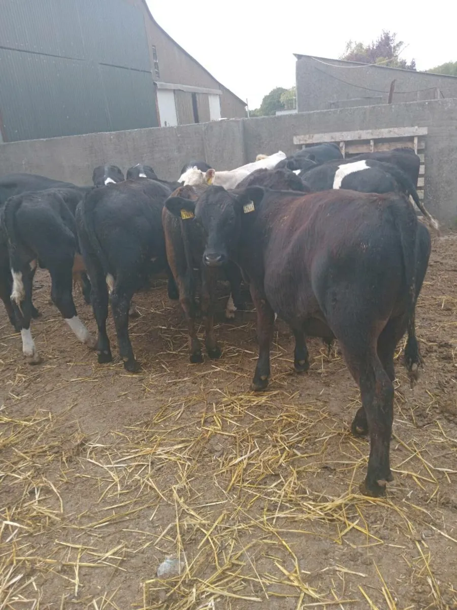 14 super weanlings bulls - Image 3