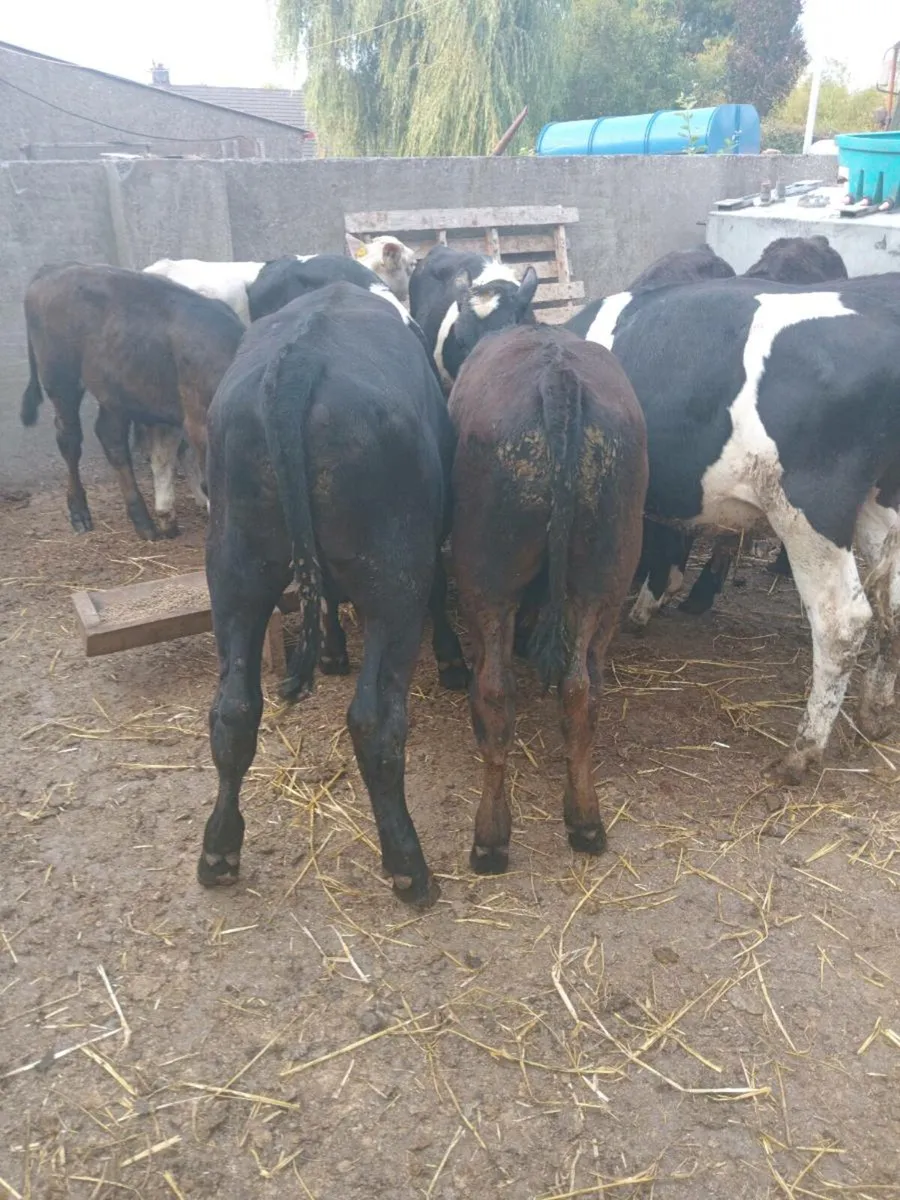 14 super weanlings bulls - Image 4