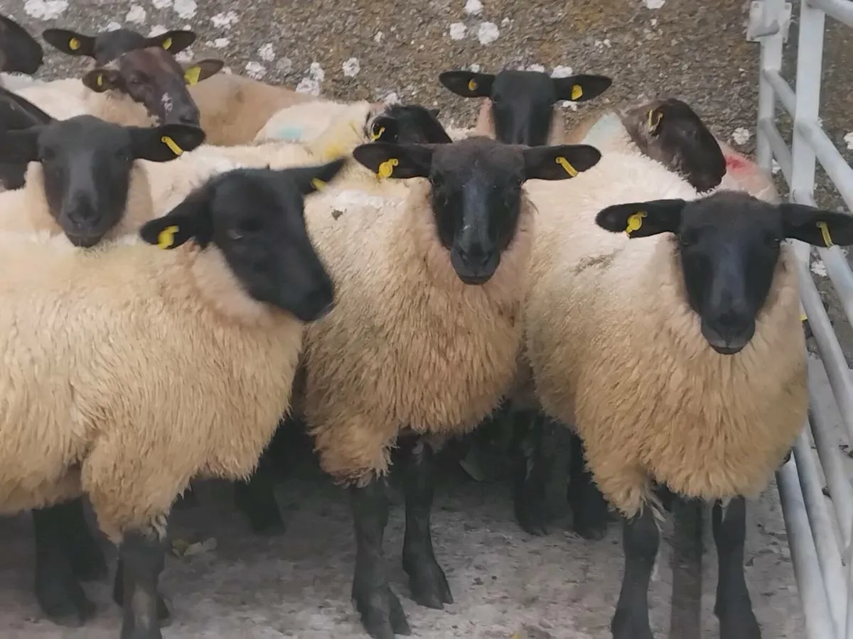 40 Super Suffolk Ewe Lambs - Image 1