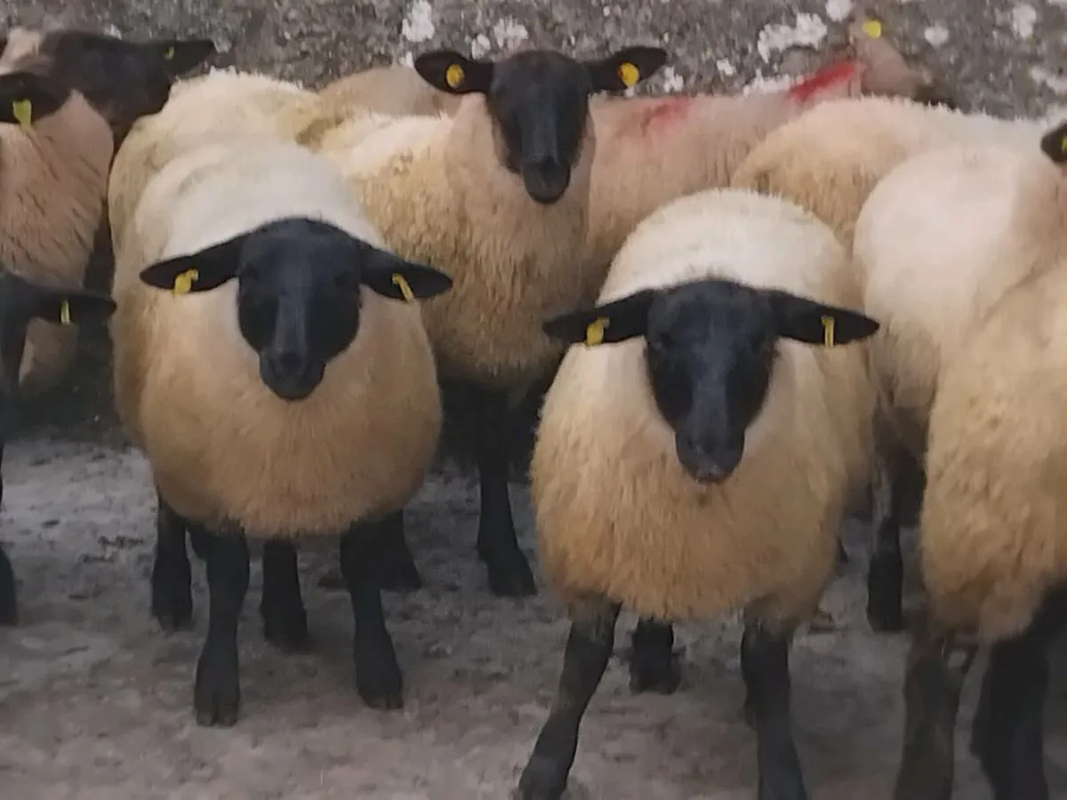 40 Super Suffolk Ewe Lambs - Image 4