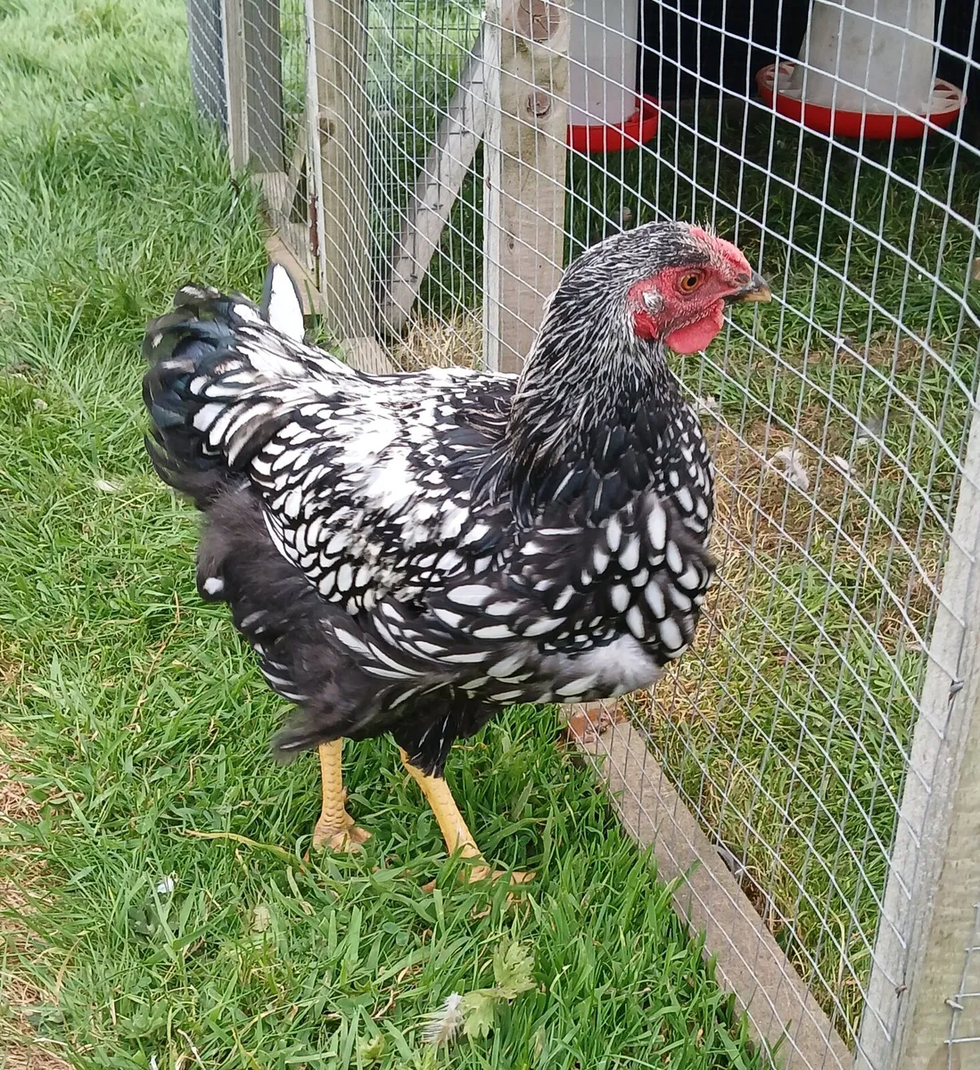 Silver laced Wyandotte, Salmon Faverolles - Image 1