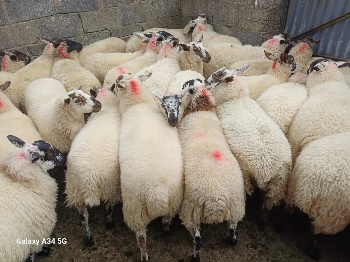 Ewe Lambs - Image 1