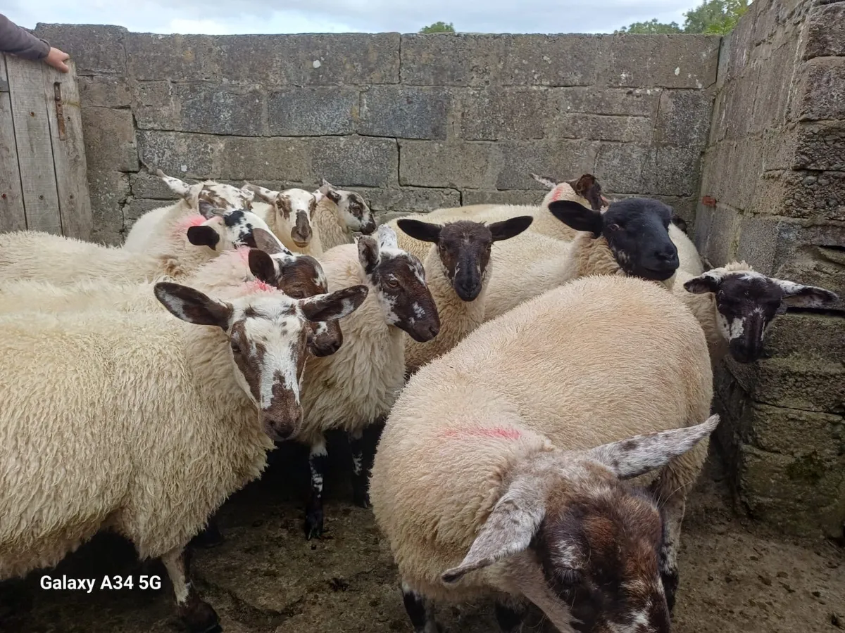 Ewe Lambs - Image 2