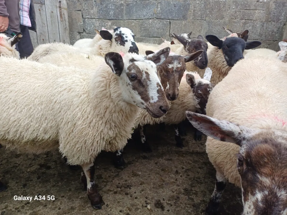 Ewe Lambs - Image 3