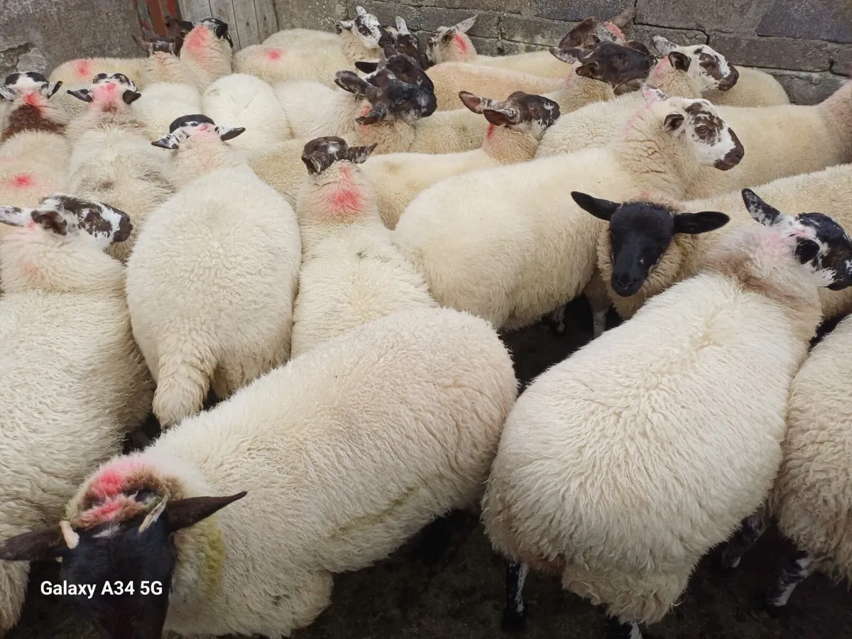 Ewe Lambs - Image 4