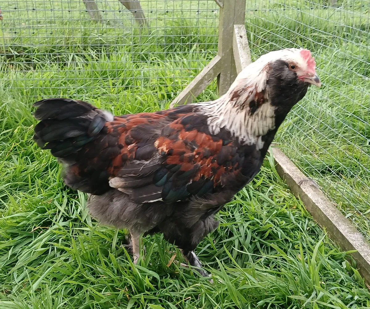 Silver laced Wyandotte, Salmon Faverolles - Image 2