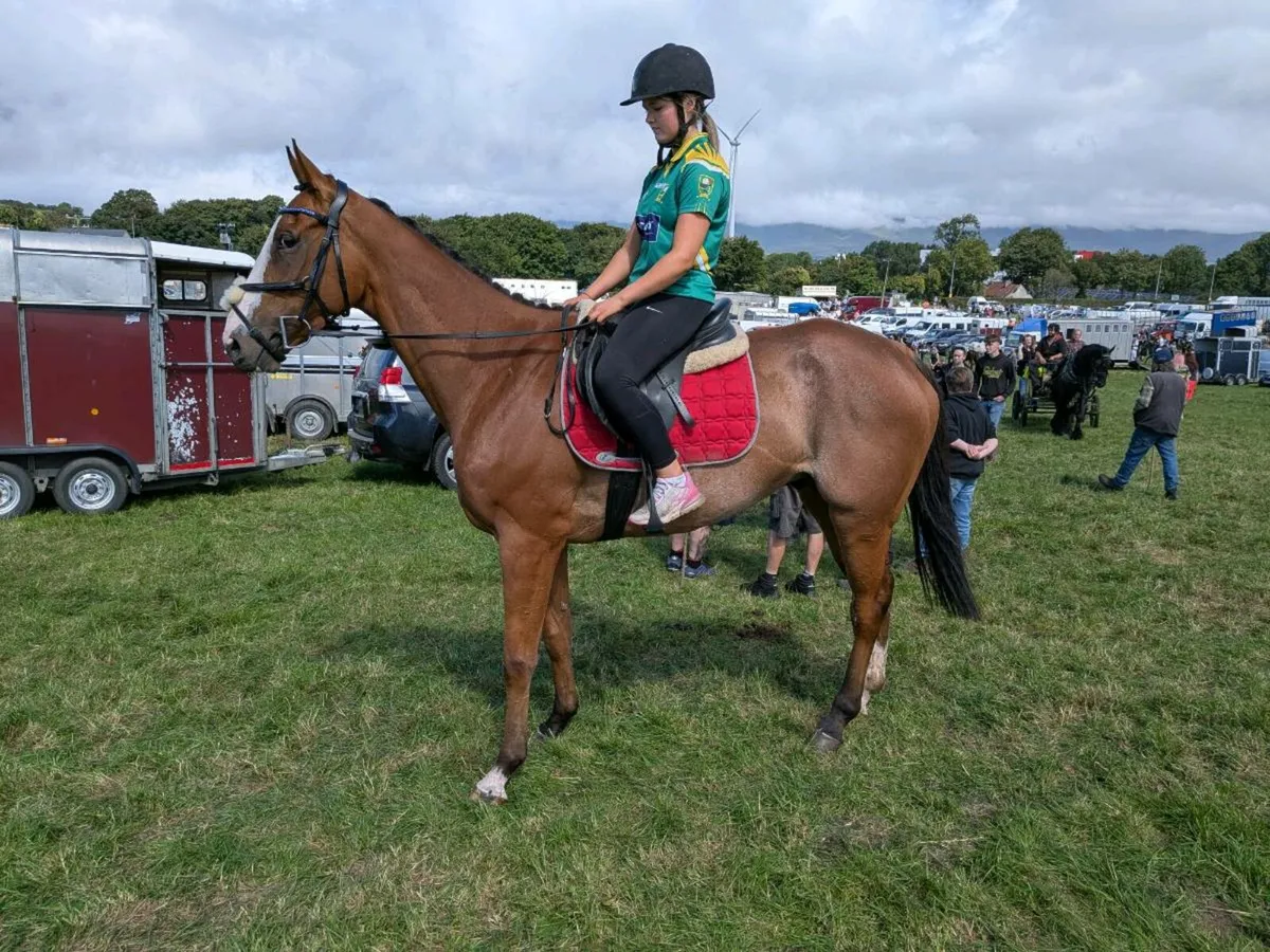 Exracehorses - Image 2
