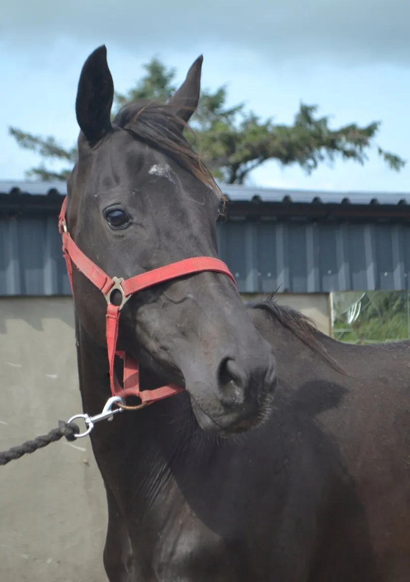 Exracehorses - Image 3