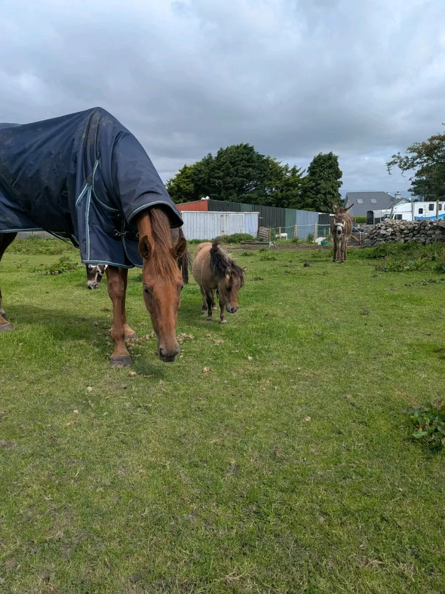 Exracehorses - Image 4