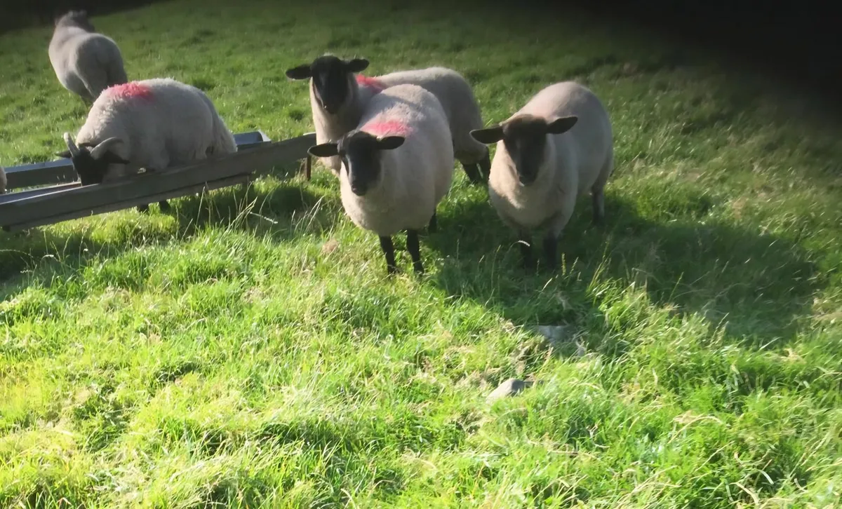 8 Suffolk ewe lambs - Image 1