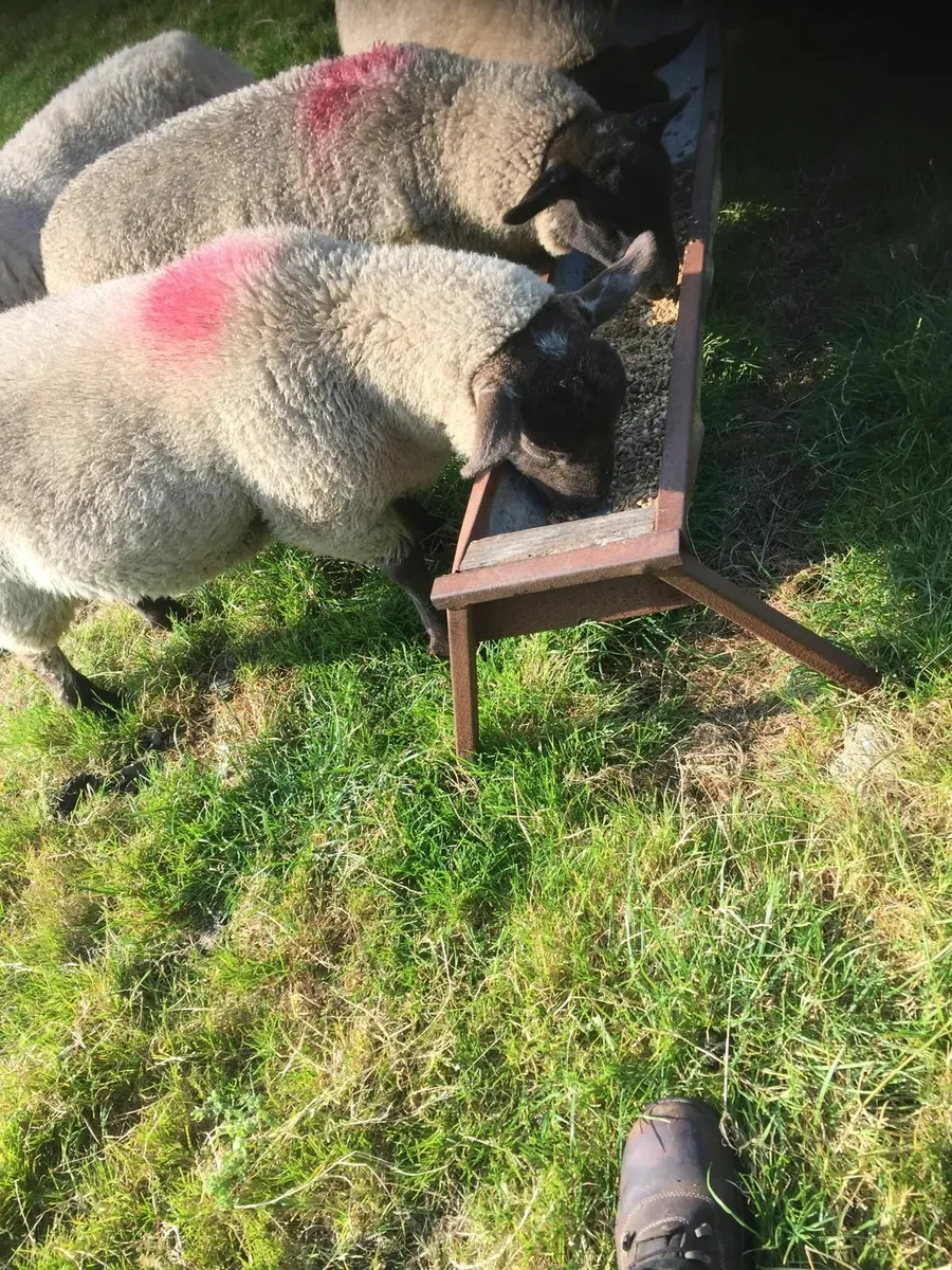 8 Suffolk ewe lambs - Image 2