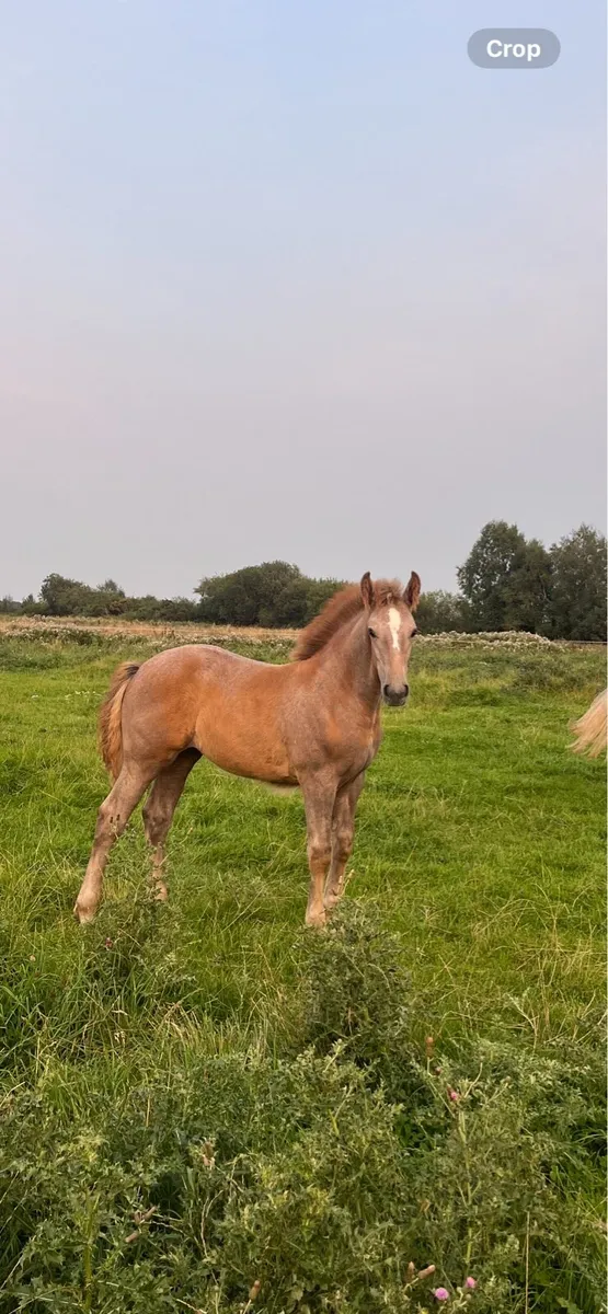 Irish draught filly foal - Image 2
