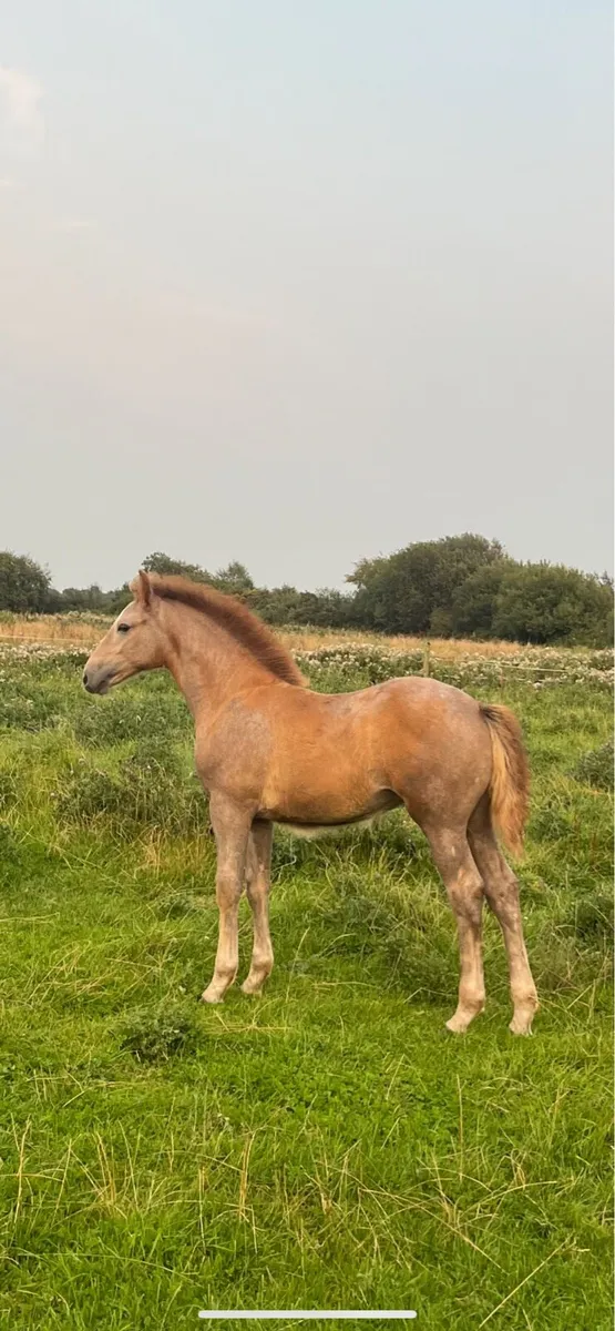 Irish draught filly foal - Image 1