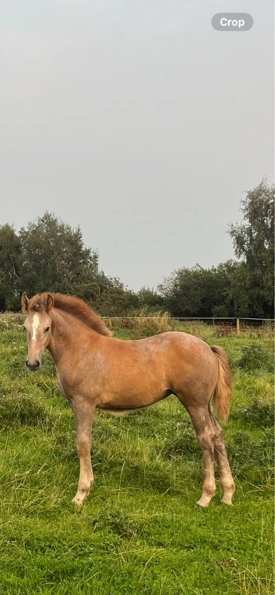 Irish draught filly foal - Image 3
