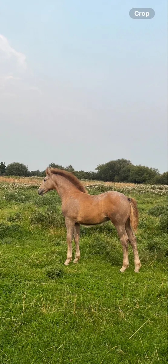 Irish draught filly foal - Image 4