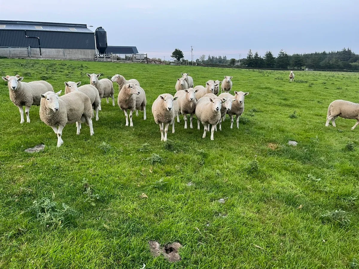 Cheviot Hogget Rams - Image 2