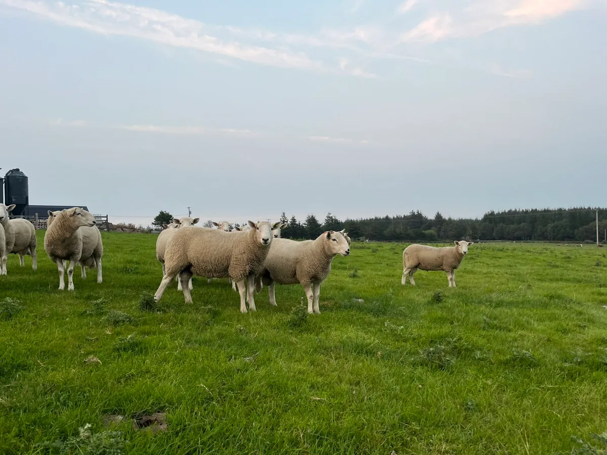 Cheviot Hogget Rams - Image 3