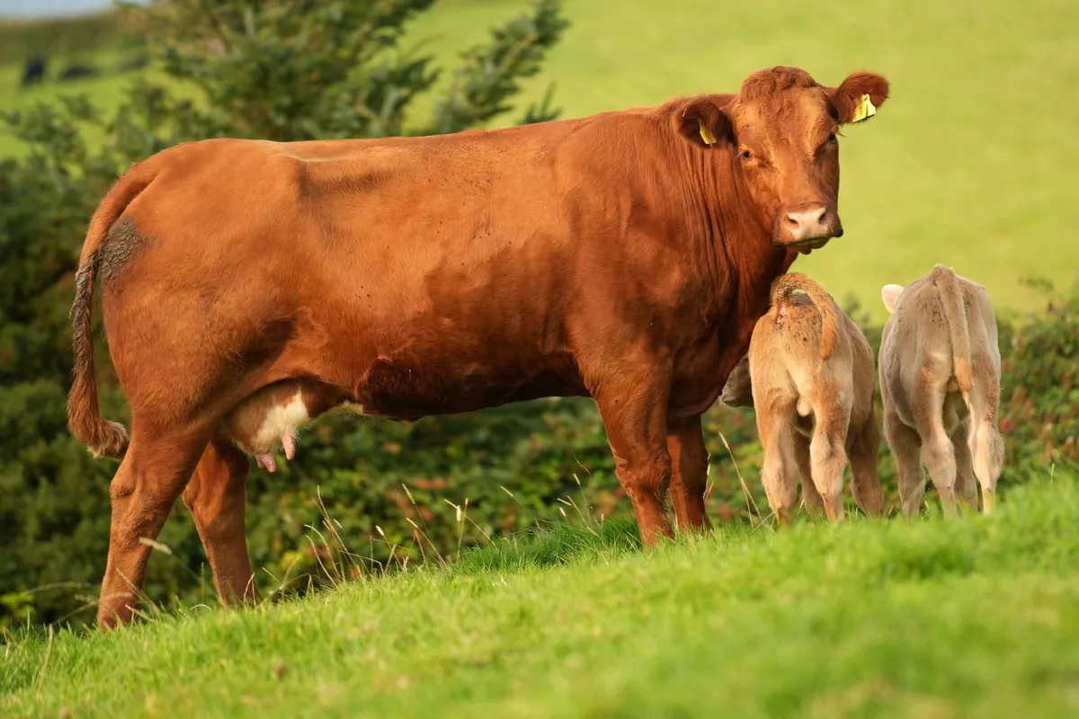 3 Super Cows & Calves - Image 1