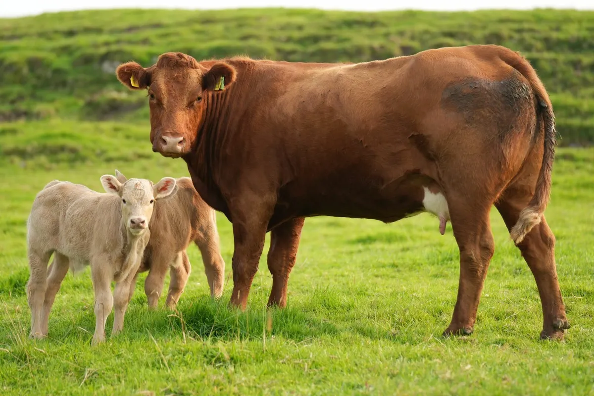 3 Super Cows & Calves - Image 2