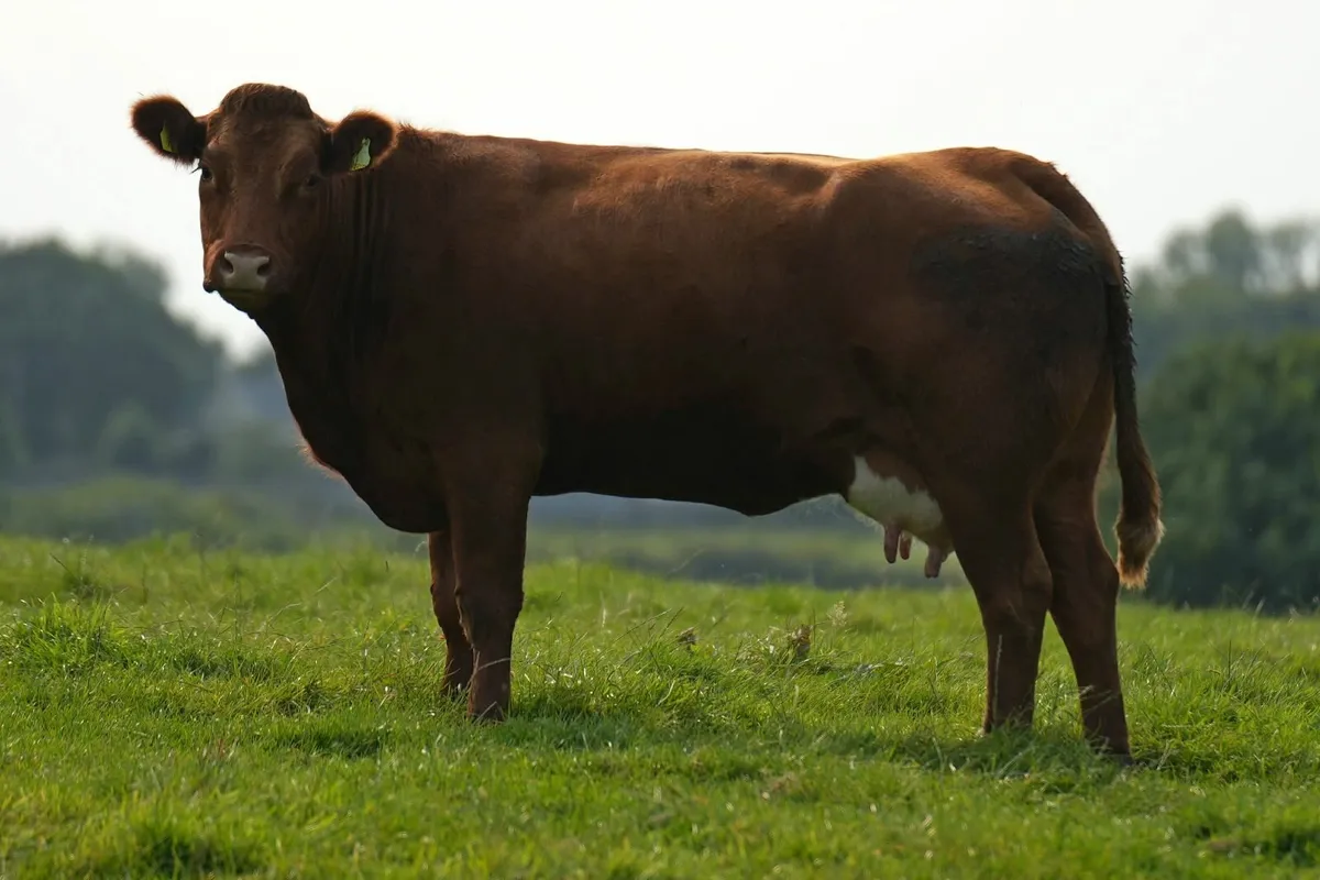 3 Super Cows & Calves - Image 3