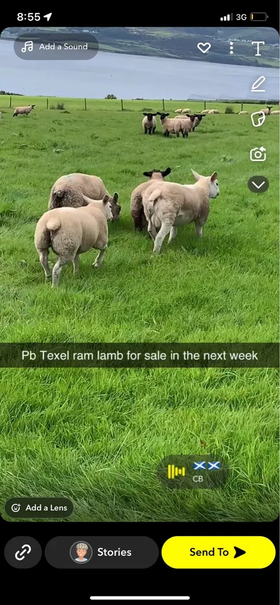Sheep - Image 3