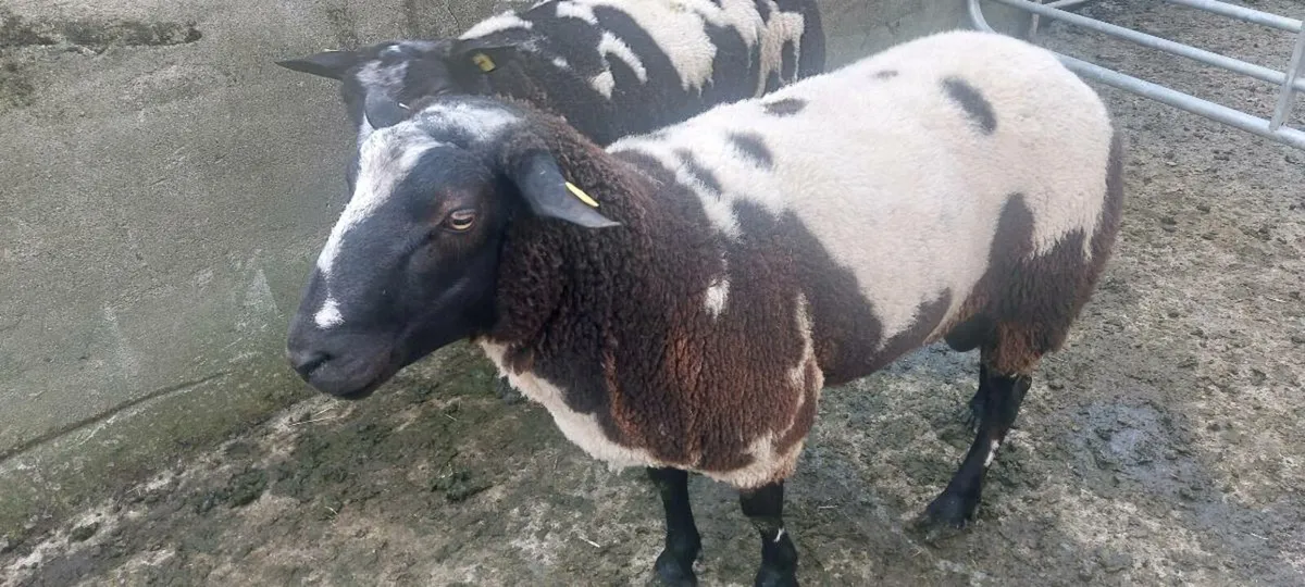 Dutch spotted sheep - Image 2
