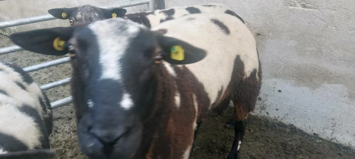 Dutch spotted sheep - Image 3